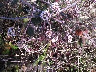 iara Scorciavacca-20110213 040